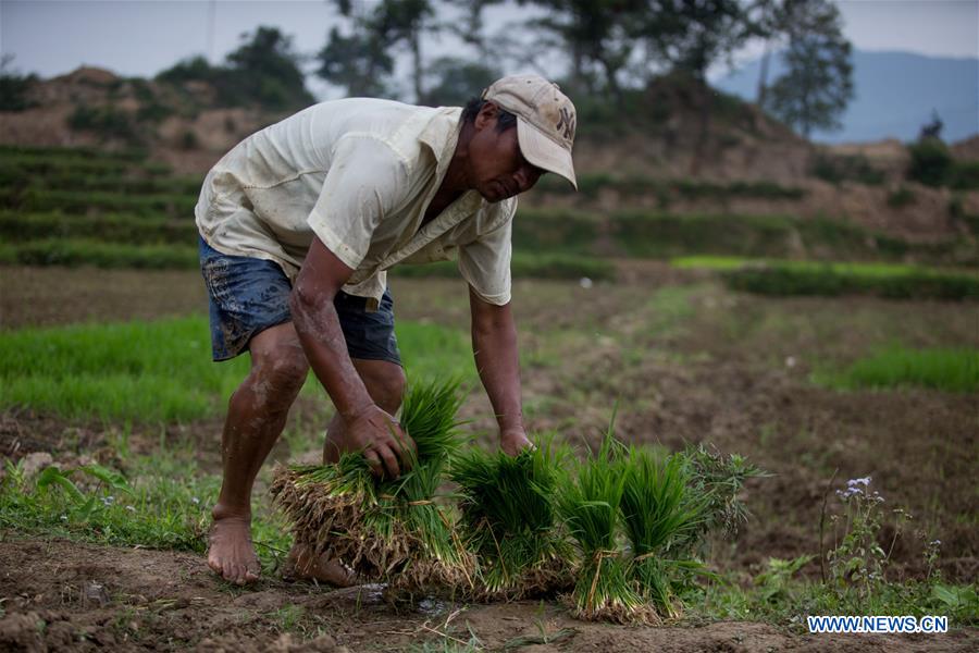 NEPAL-LALITPUR-MONSOON-PADDY FIELD