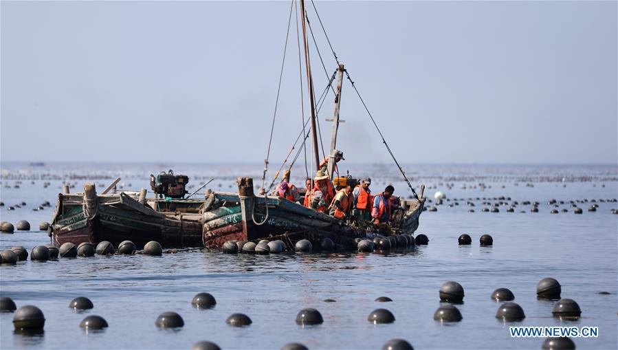 CHINA-DALIAN-CHANGHAI-FISH HARVEST(CN)