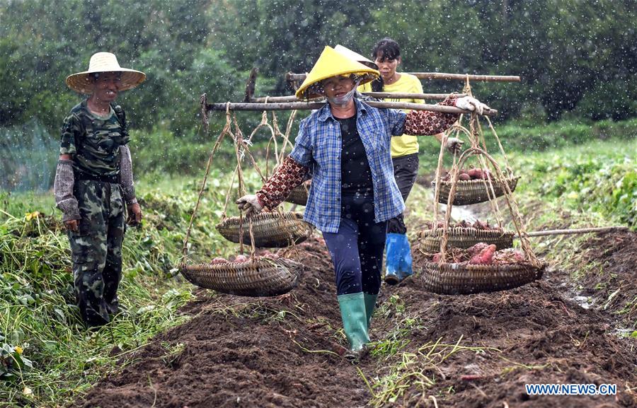 CHINA-GUANGXI-SWEET POTATO-HARVEST (CN)