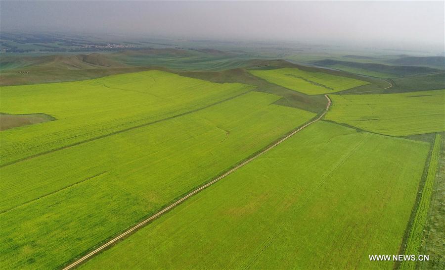 CHINA-HEBEI-ZHANGJIAKOU-AGRICULTURE-SCENERY (CN)