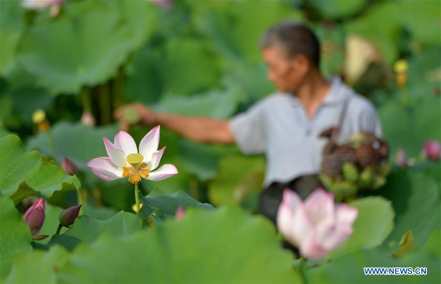 CHINA-HEBEI-LOTUS-SEEDPOD (CN)