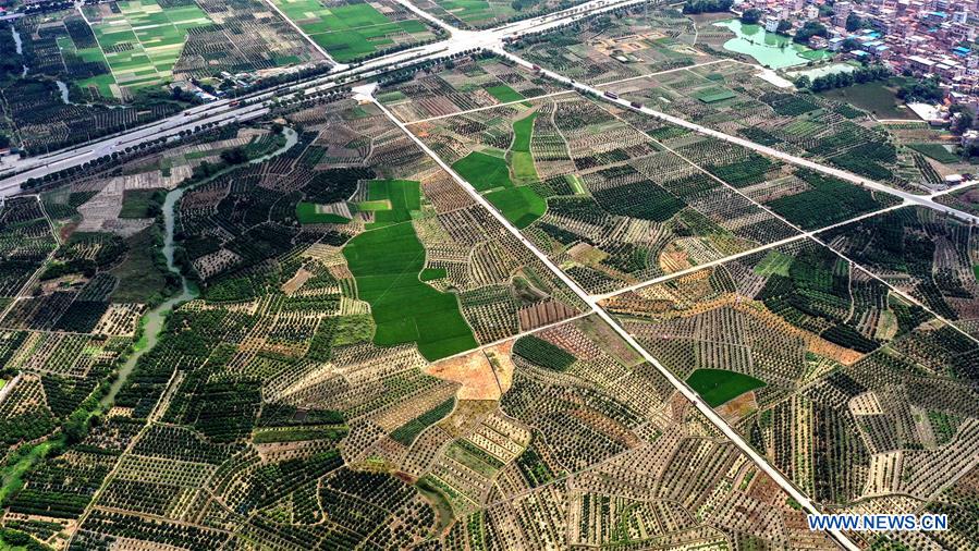 CHINA-GUANGXI-WUMING-TANGERINE ORCHARD (CN)