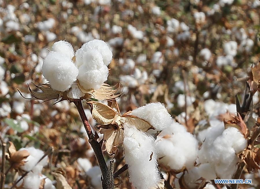 UZBEKISTAN-SYRDARYA-COTTON HARVEST