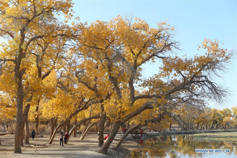 CHINA-INNER MONGOLIA-POPULUS EUPHRATICA-SCENERY (CN)