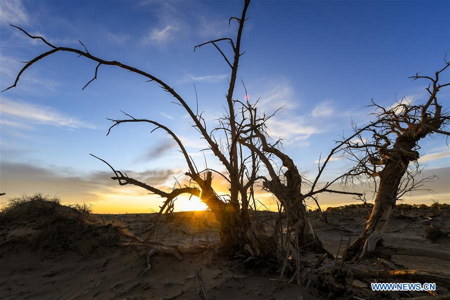 CHINA-INNER MONGOLIA-DESERT POPLAR TREES-SCENERY (CN)