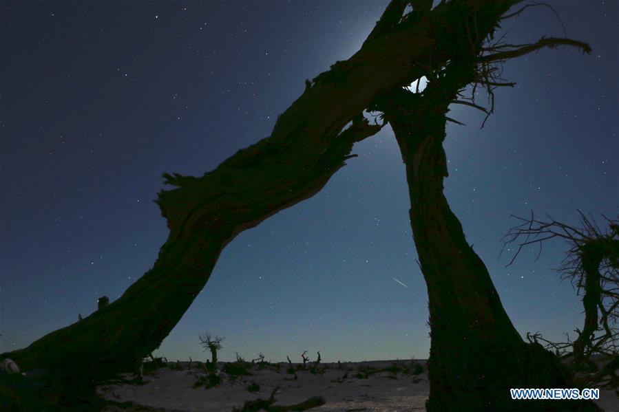 CHINA-INNER MONGOLIA-DESERT POPLAR TREES-SCENERY (CN)