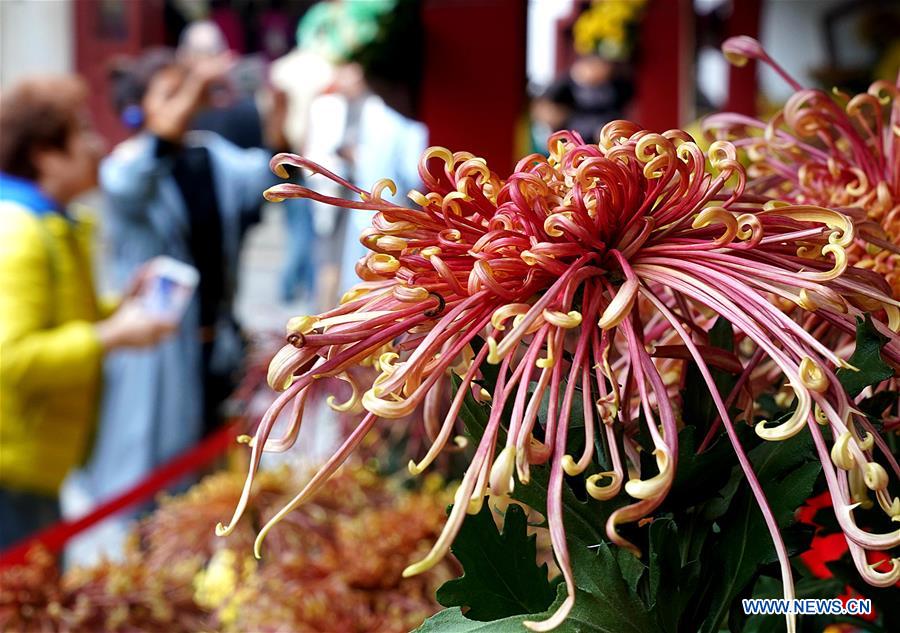 CHINA-HENAN-KAIFENG-CHRYSANTHEMUM (CN)