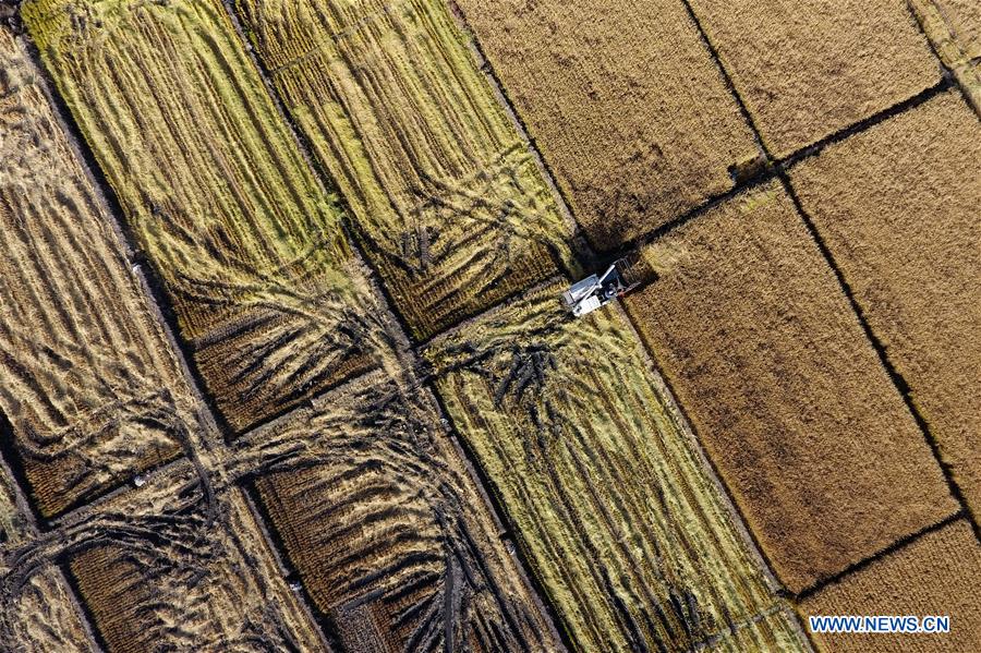 CHINA-SHANXI-TAIYUAN-PADDY FIELD-HARVEST (CN)