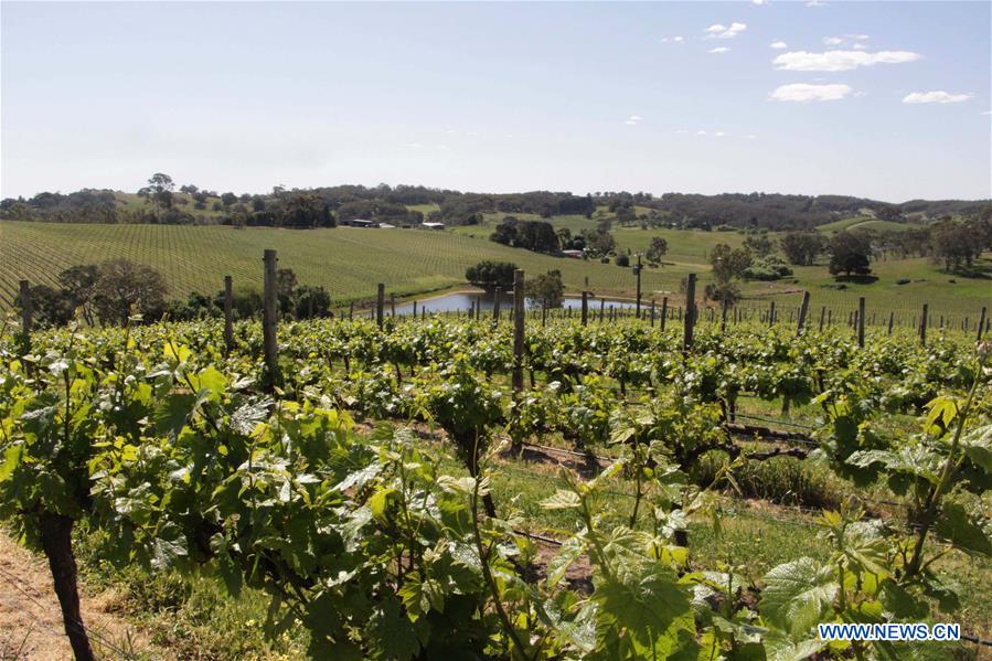 AUSTRALIA-ADELAIDE-WINEMAKER-CIIE