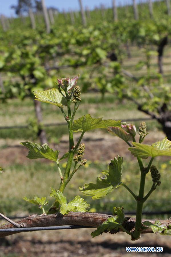 AUSTRALIA-ADELAIDE-WINEMAKER-CIIE