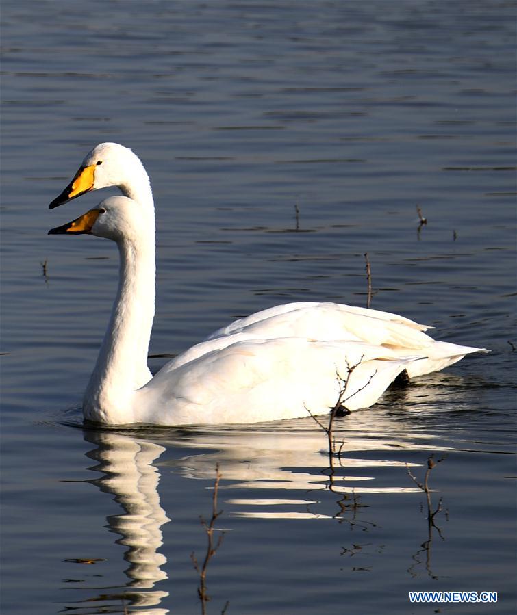 CHINA-HENAN-SANMENXIA-WHITE SWANS (CN)