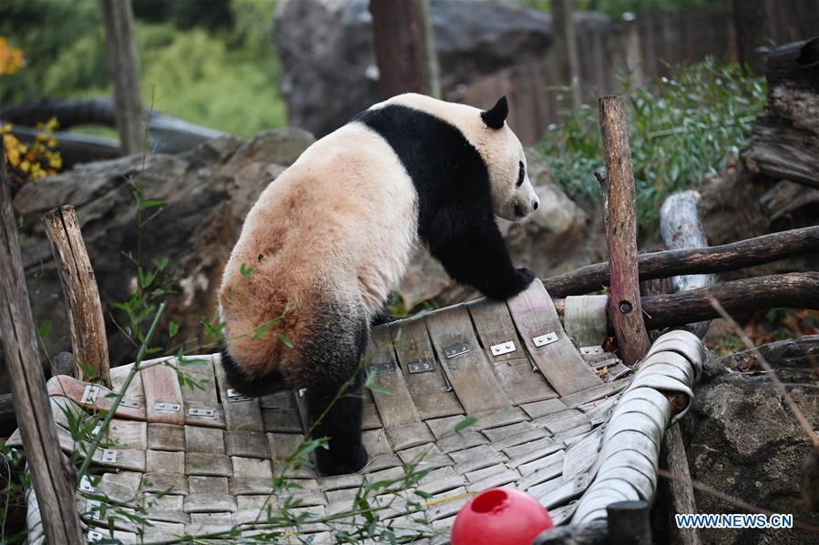 U.S.-WASHINGTON D.C.-CHINA-GIANT PANDA BEI BEI-DEPARTURE