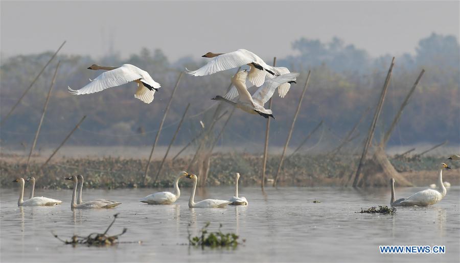 CHINA-JIANGXI-FUHE RIVER-MIGRANT BIRD (CN)