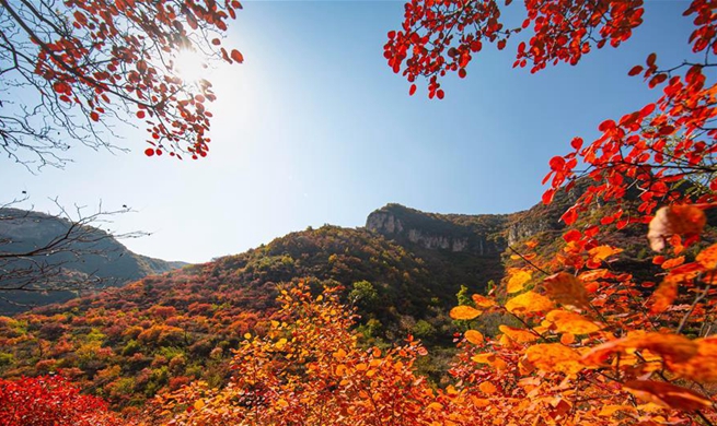 Taihang mountains attract visitors as leaves change colors