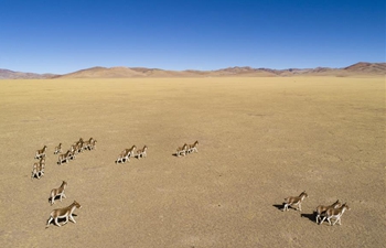 Number of wild animals rises due to improvement of ecological environment in Nagqu, SW China's Tibet