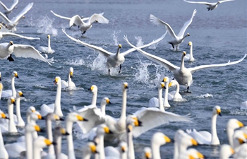 Whooper swans spend winter at nature reserve in Rongcheng City, E China's Shandong