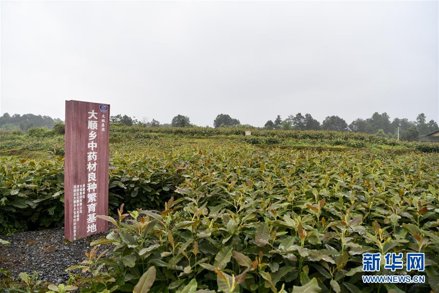 （来自一线的调查报告·图文互动）（5）利益联结强产业　打通城乡促振兴——重庆涪陵大顺乡乡村振兴观察